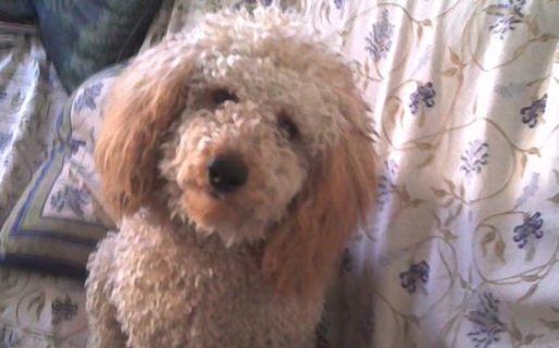 El día que un caniche cayó de un piso 13 y murieron tres personas