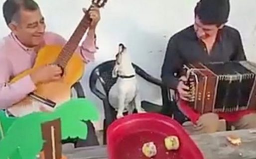 Furor por el perrito «sapucay» que acompaña a un grupo de folcloristas