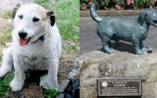 “En memoria de George”: un perro salvó a cinco niños del ataque de dos pitbulls y pusieron una estatua en su nombre
