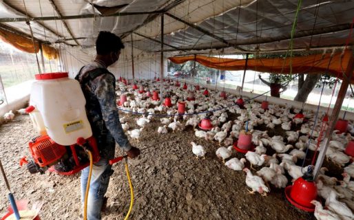 Apareció un segundo caso de gripe aviar en el país