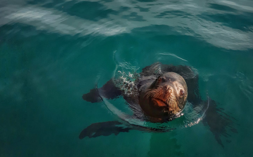 La grandiosa foto de un lobo de mar que “posó” para un fotógrafo comodorense