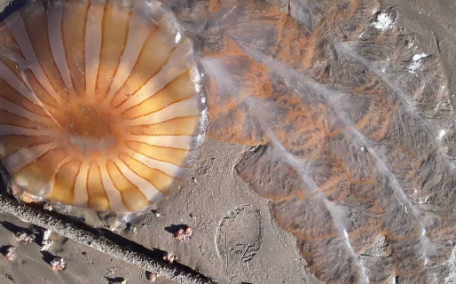 La extraña medusa gigante que apareció en la costa de Comodoro