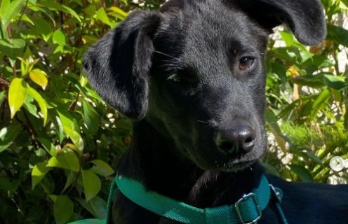 Adoptaron a una perrita, pero la devolvieron a las horas porque era negra