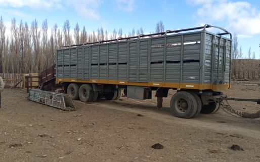 Un peón rural murió aplastado por una vaca