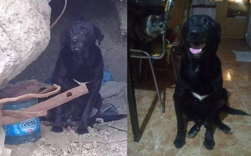 El antes y el después de Negrito, el perrito que vivía en una cueva y fue adoptado