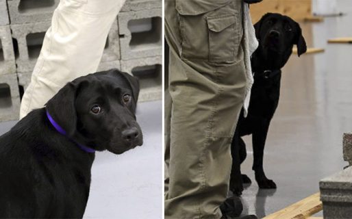 Lulu, la perrita que fue despedida de la CIA porque prefería jugar con los niños que olfatear explosivos