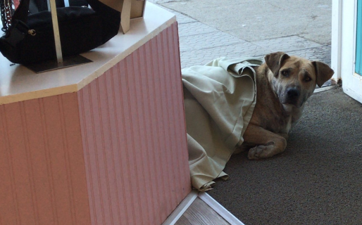 El perrito que buscó calor en un local del centro comodorense y consiguió más que abrigo