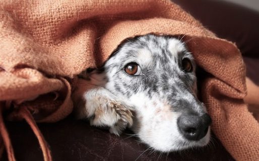 Revelan a qué temperatura nuestras mascotas sienten frío