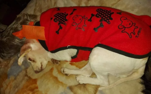 Tiene 30 perros en tránsito, la mayoría están enfermos y pide ayuda para poder llevarlos al veterinario