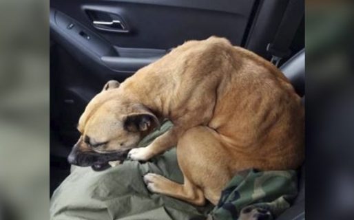 Una perra callejera entró a un auto que tenía la puerta abierta para pedir ayuda, y tuvo final feliz
