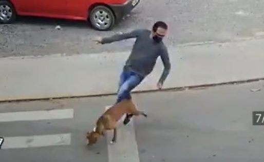 Video: Tremendo tackle de un perro deja a un hombre casi sin poder caminar