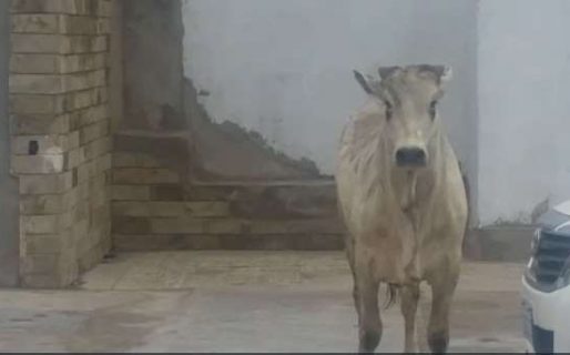 Pánico por una “invasión de vacas” que dejó como saldo a tres personas heridas y daños materiales