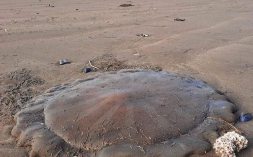 Apareció una medusa gigante en la playa