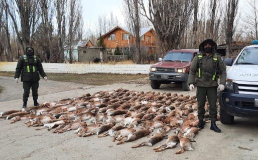 Gendarmería Nacional decomisó 120 pieles de liebre
