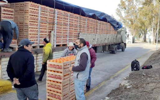 Decomisan 27 toneladas de cítricos para prevenir “la mosca de los frutos”