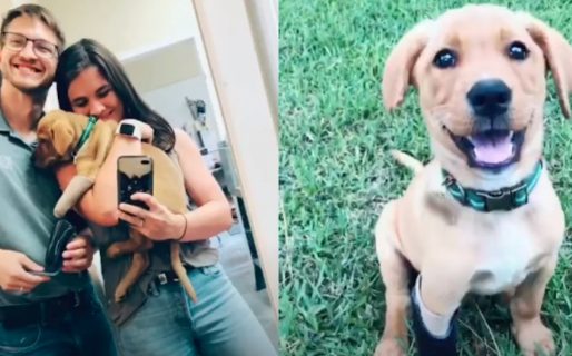 Gracias a su dueño, puede gozar de una vida normal con su nueva prótesis