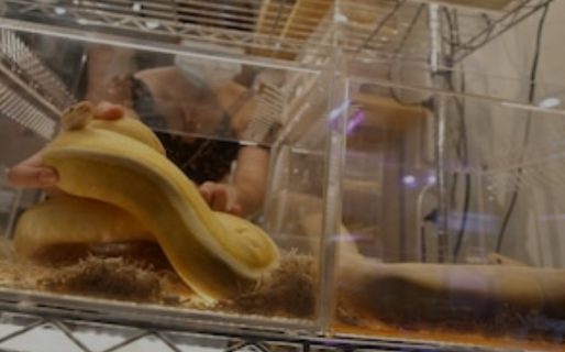 Un hombre fue mordido por la serpiente pitón de su vecino mientras estaba sentado en el inodoro