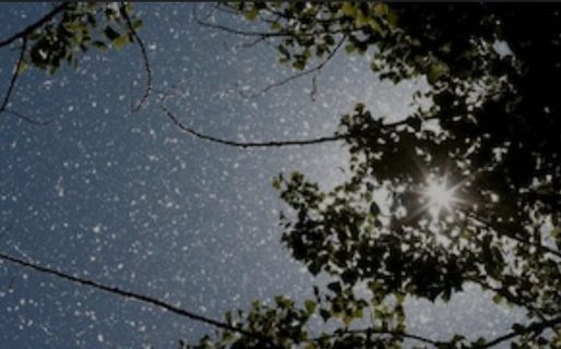 Un estudio comprobó que el polen transporta el COVID-19 por el aire