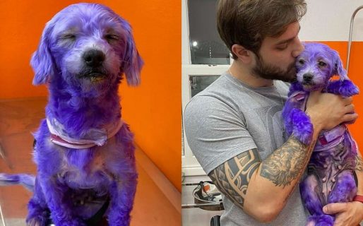 Una perra fue bañada en pintura y abandonada en un poste de luz