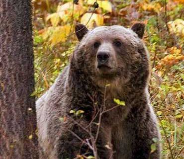 Dormía en su carpa cuando un oso la atacó y la mató