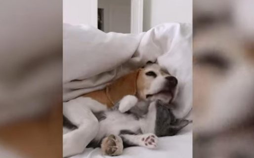 Una perra y una gata rescatada son virales en YouTube
