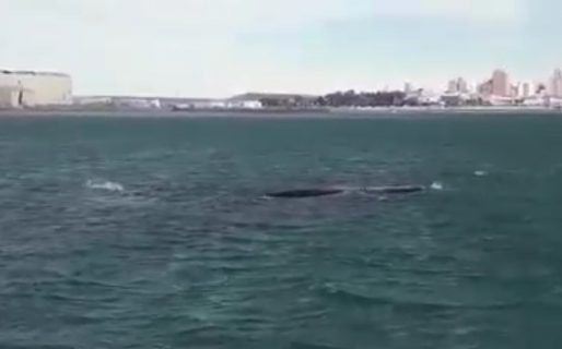 Dos ballenas francas se dejaron ver en la costa local