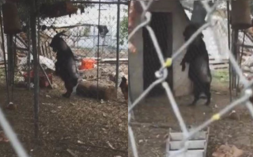 Inexplicable: graban a una cabra caminando en dos patas como un humano