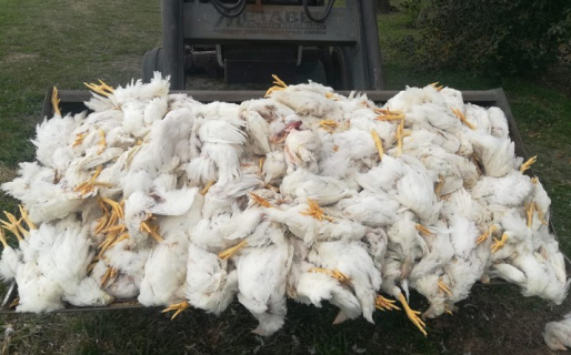 Acusan a dos nenes de matar a palazos a 700 gallinas en Santa Fe