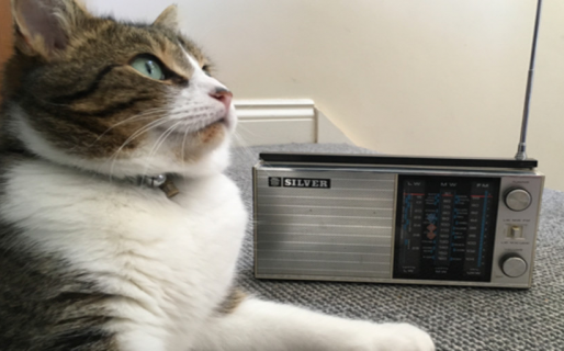 Qué hacer si tu gato sufre el calor extremo