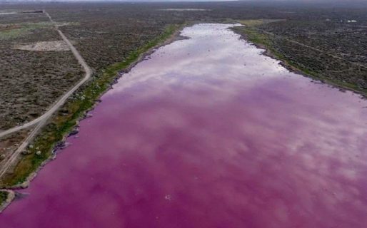 Una laguna se “tiñó” de rosa en el Valle: Denuncian contaminación y hay acusaciones cruzadas