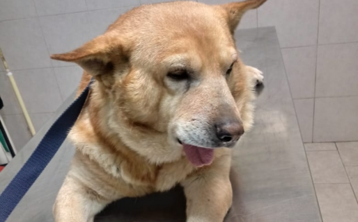 ‘Lengüita’ tiene un tumor y piden ayuda para costear la medicación que lo curaría