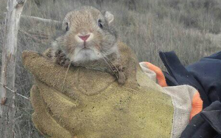 ¿Liebre, tucu tucu, topo, cuis? ‘Salvaron’ a un animalito de un pozo y se armó todo un debate en las redes