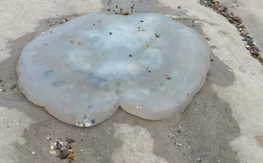 Otra extraña aparición: una medusa gigante fue hallada en la costa comodorense