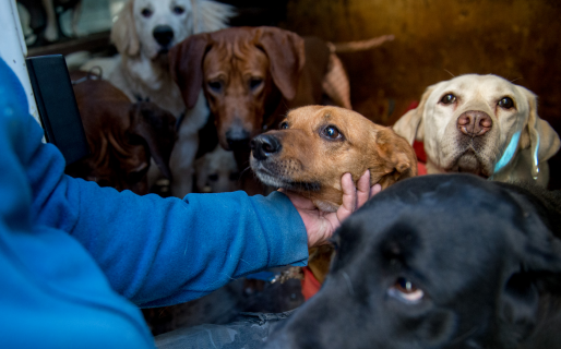Se podrá sacar a pasear a los perros encerrados en Bromatología y Veterinaria de Rada Tilly