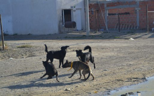 Vecinos del barrio Abásolo en contra del proyecto que presentó el Frente de Todos para controlar a los perros callejeros
