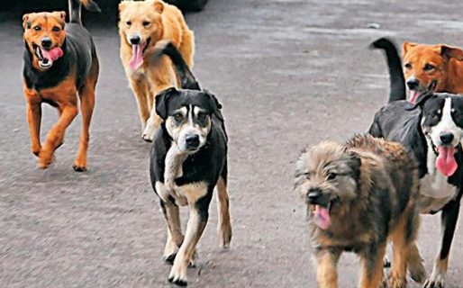 En Rada Tilly piden prohibir la eutanasia de perros y gatos