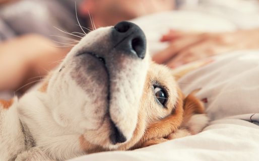 Por qué no es aconsejable compartir la cama con perros y qué riesgo puede tener para la salud