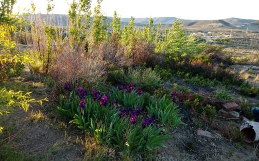 Un vecino de Manantial Rosales denuncia que quieren lotear un terreno con más de 400 árboles