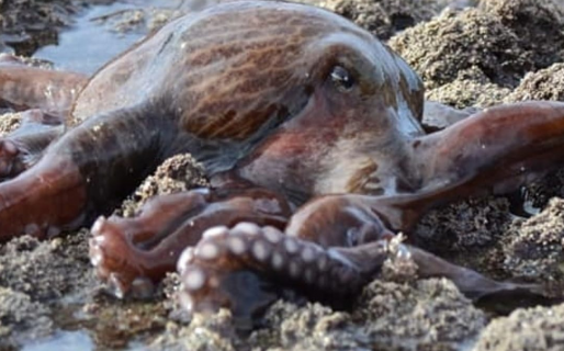 Fotografían un enorme pulpo en cercanías de Caleta Córdova