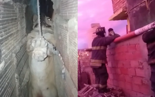 VIDEO: El desesperante rescate de un perrito atrapado en el barrio San Martín resultó exitoso