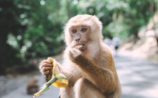 China reportó la primera muerte de un humano por un raro virus que transmiten los monos