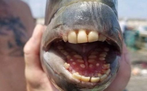 Un increíble pez «con dientes humanos» que se hizo viral