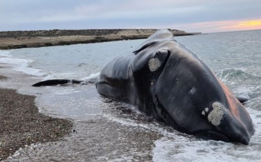 Apareció una ballena muerta en Puerto Madryn
