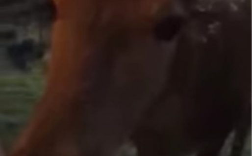 Una cierva fue en busca de sus galletas