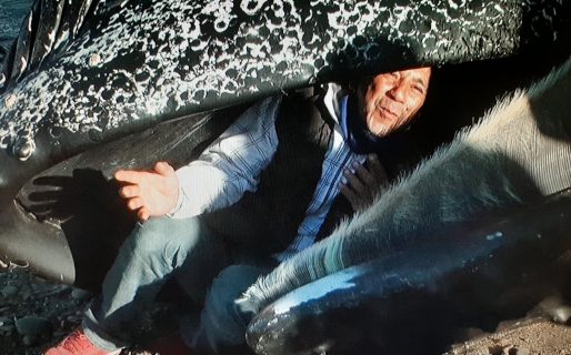 “Los que se metieron en la ballena podrían empezar con alguna enfermedad”