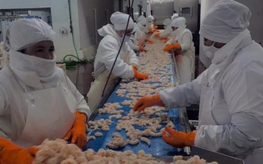 Planta pesquera local amplió su producción y sumó un total de 300 trabajadores