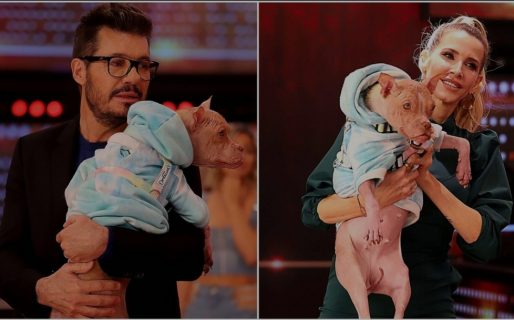 La conmovedora historia de Bricia, la perrita que adoptaron Marcelo Tinelli