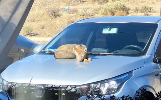Un zorro se echó una siesta en su auto y él «lo adoptó»