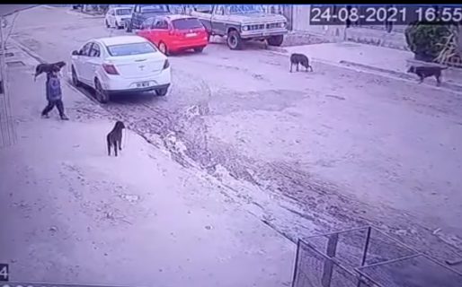 VIDEO: Atropelló una perra intencionalmente, la fracturó y no se hace cargo de nada