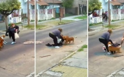 La mordieron tres perros y ahora tiene ataques de pánico y desesperación